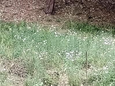 14629 Rollins Park Drive, Grass Valley, Californie 95945, États-Unis