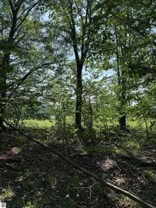 0000 Mooney Way, Kewadin, Michigan 49648, Stati Uniti