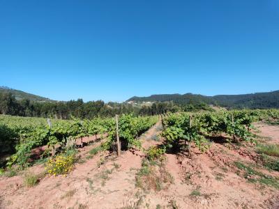 Mafra, Lisboa 2640-603, Portugal