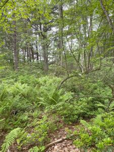 0 I Capen, Spencer, Massachusetts 01562, Estados Unidos