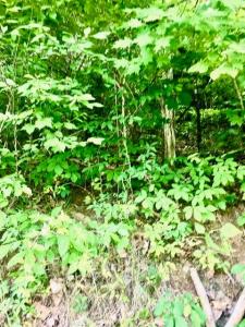 TBD Hatfield Road, Tazewell, 테네시 37879, 미국
