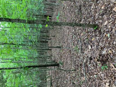 Tract 1 TBD Thompson Creek Lane, Mena, 阿肯色州 71953, 美国