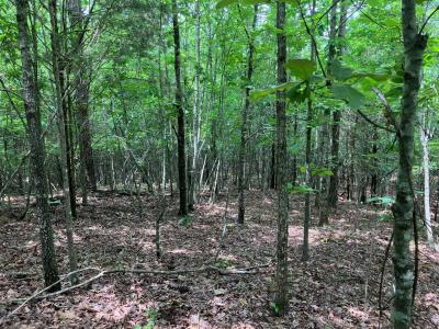 Tract 1 TBD Thompson Creek Lane, Mena, 阿肯色州 71953, 美国