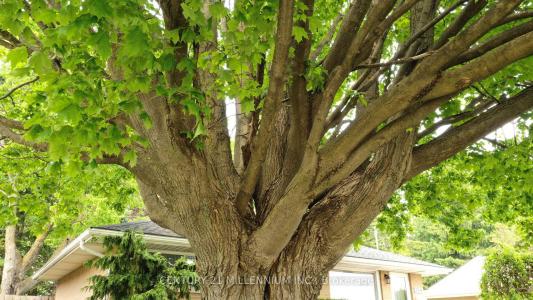 339 BROADWAY N/A, Orangeville, Ontario L9W 1L5, Canada
