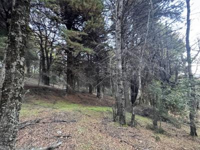 San Martín De Los Andes, Neuquén 8370, Argentina