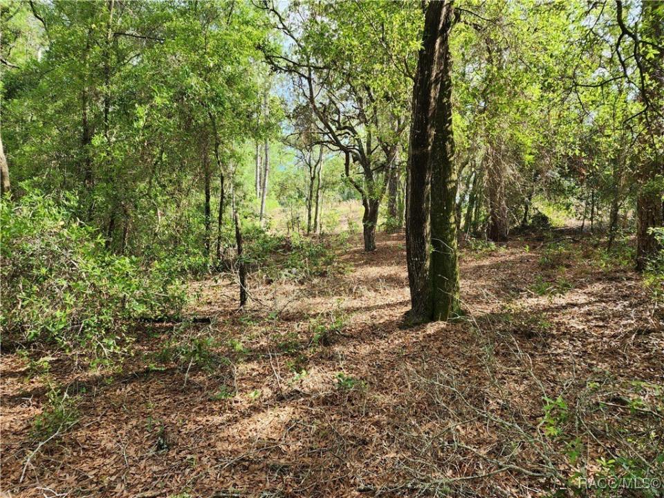 Citrus Springs, Floryda 34434, USA