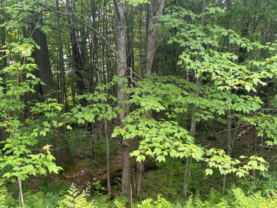 00 VT Route 105, Brighton, Vermont 05846, Estados Unidos