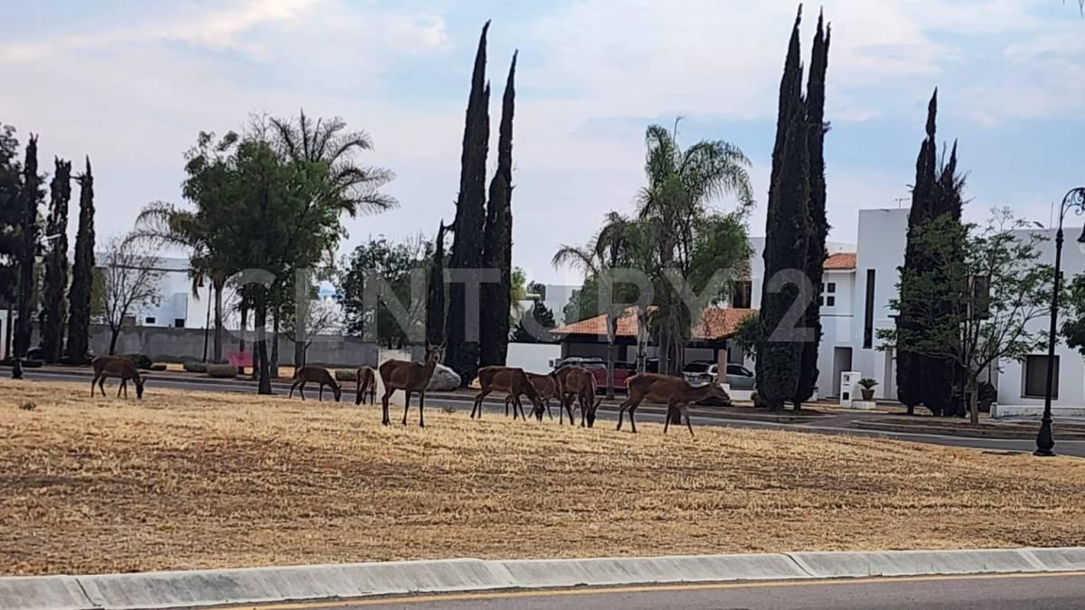 Privada Real de San Javier 1406 L 6 Mnz 28,, Jesús Maria, Aguascalientes 20900, México
