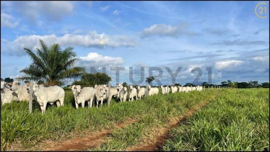 Este, Santa Cruz 00001, Bolivia
