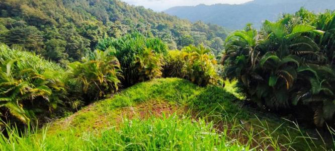 Bijagual Carara Turrubáres, San José 61105, 哥斯達尼加