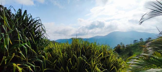 Bijagual Carara Turrubáres, San José 61105, コスタリカ