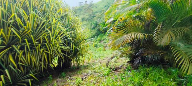 Bijagual Carara Turrubáres, San José 61105, コスタリカ