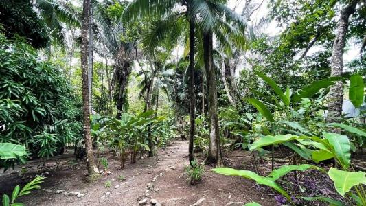 Puerto Jiménez Golfito, Puntarenas 00001, Kosta Rika