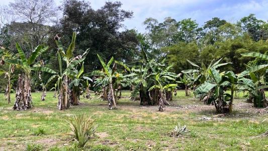 Puerto Jiménez Golfito, Puntarenas 00001, Kosta Rika