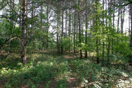TBD Heather Street NW, Isanti, Minnesota 55040, Estados Unidos
