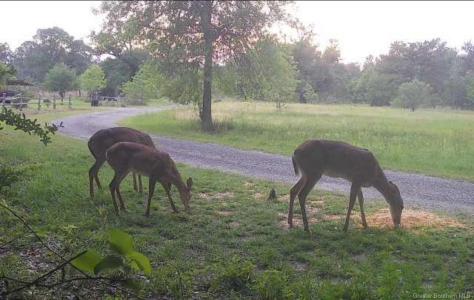 349 Roy Cooley Road, Deridder, Louisiana 70634, Stati Uniti