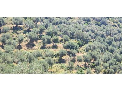 Periferia Himarë, Himarë, Albania