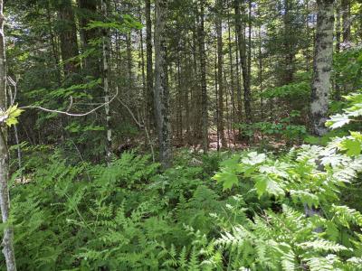 40 AC on Hwy 45 North, Watersmeet, 密歇根州 49969, 美国