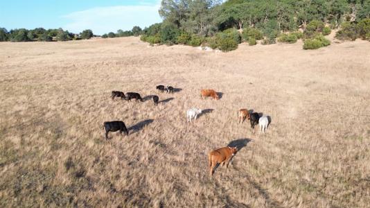 12244 South Camanche Parkway South, Burson, California 95225, USA