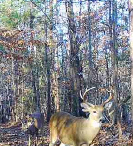 000 Apple Grove Rd, Vredenburgh, Alabama 36481