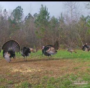 000 Apple Grove Rd, Vredenburgh, Alabama 36481