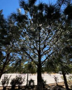 Sin Nombre S/N, Fracc. Villa Siena Residencial,, Durango, Durango 34330, Mexico