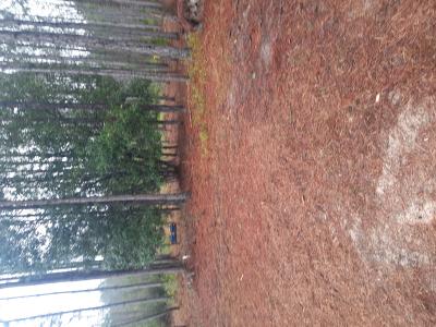 540 SW 326th Ave., Steinhatchee, Florida 32359, USA