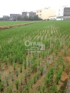 崁頭段, Xinfeng Township, Hsinchu County 304, Taiwan