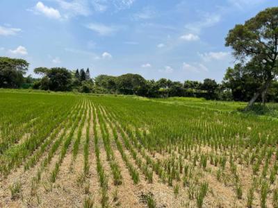 金龍路, 平鎮區, Taoyuan City 324, Taiwan