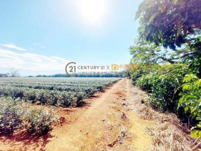 店湖一路, 龍潭區, Taoyuan City 325, Taiwan