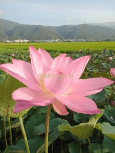 中崙路, Toucheng Township, Yilan County 261, Taiwán