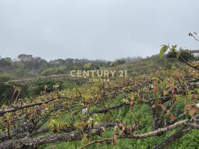 東勢段中嵙小段, Dongshi Dist., 台中市 423, 台灣