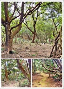 瑪陵坑段西勢面桶寮小段, Qidu Dist., Keelung 206, Taiwan