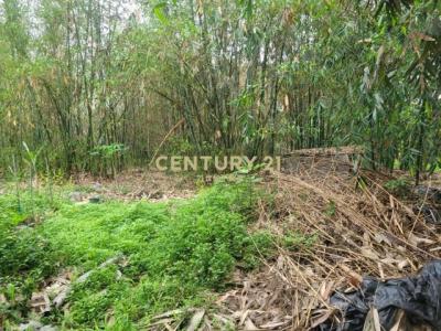 延祥段, تشوشان بلدة, مقاطعة نانتو 557, تايوان