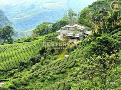 五寮巷, Zhushan Township, Nantou County 557, Taiwan