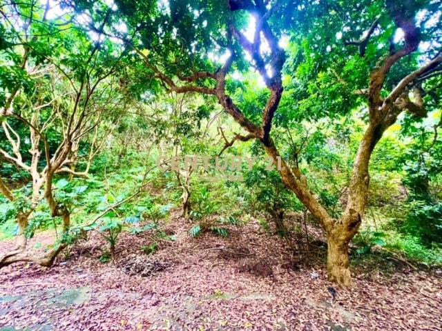 德興段, Fenyuan Township, Changhua County 502, Taiwan