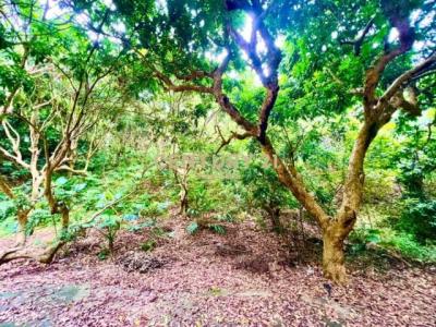 新舊社段, Fenyuan Township, Changhua County 502, 대만