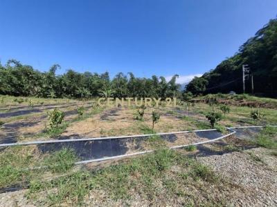 鯉魚路, Zhushan Township, Nantou County 557, Tajwan