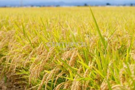 五庄段, Zhutang Township, Changhua County 525, Taiwan