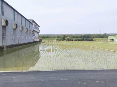 新光段, Caotun Township, Nantou County 542, Taiwan