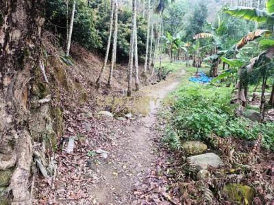 龍眼林段, Zhongliao Township, Nantou County 541, Taiwan