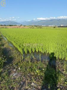 豐源段, Taitung City, Taitung County 950, Taiwan