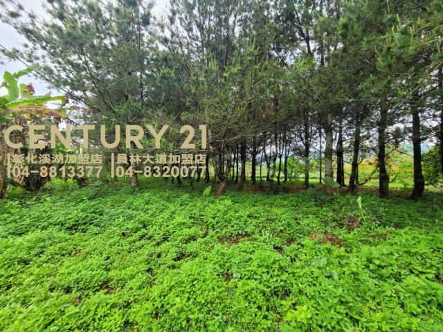 新福興段, Zhushan Township, Nantou County 557, Tajwan