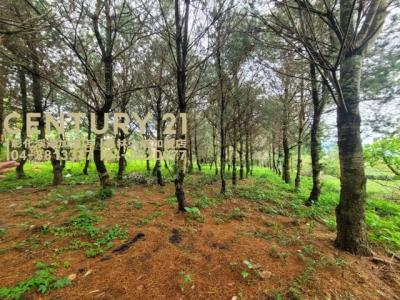新福興段, Zhushan Township, Nantou County 557, Tajwan