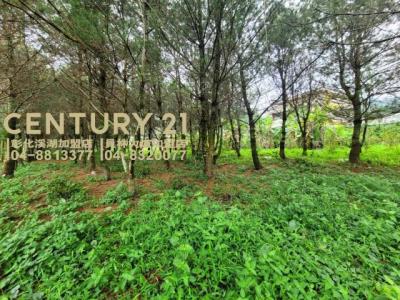 新福興段, Zhushan Township, Nantou County 557, Tajwan