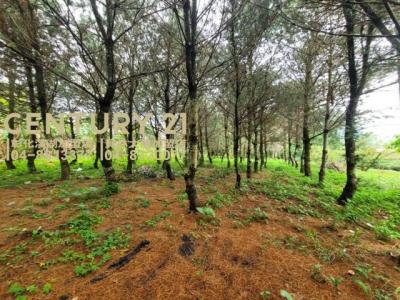 新福興段, Zhushan Township, Nantou County 557, Tajwan