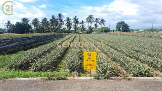 大社, Xinshi Dist., Tainan City 744, Taiwan