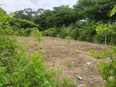 忠雅段, Daya Dist., טאיצ'ונג עיר 428, טיוואן 