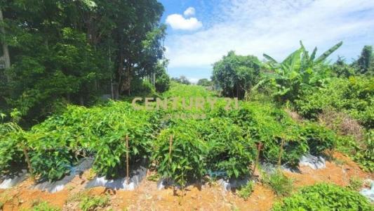 猴探井段, Nantou City, Nantou County 540, Taiwan