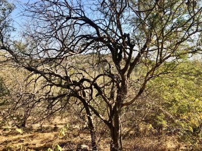 Hoedspruit, Limpopo, Sudáfrica